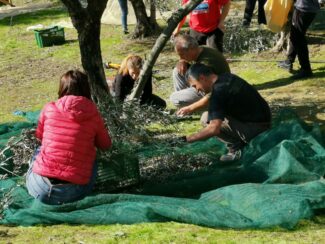 raccolta_olive_associazione-tolentino-2-325x244