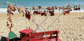 fusi-pollo-porto-potenza-1-325x160