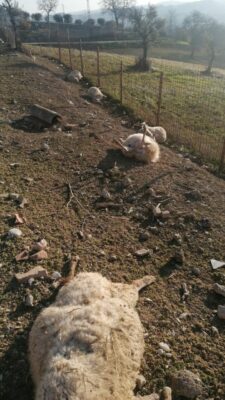 pecore-attaccate-loro-piceno