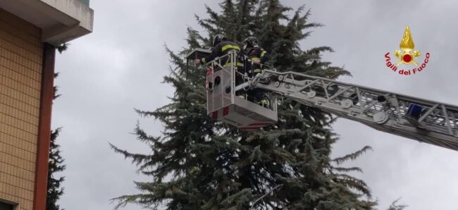 tavolino-albero