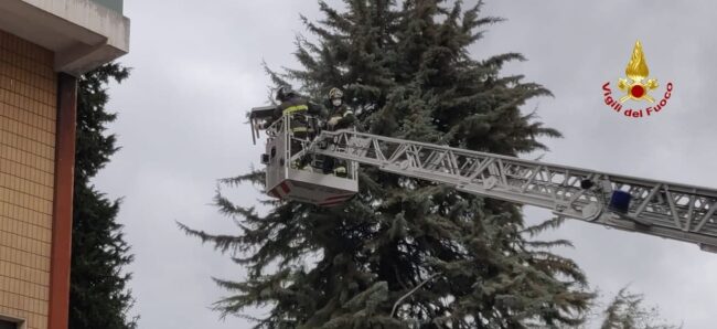 tavolino-albero1-650x298