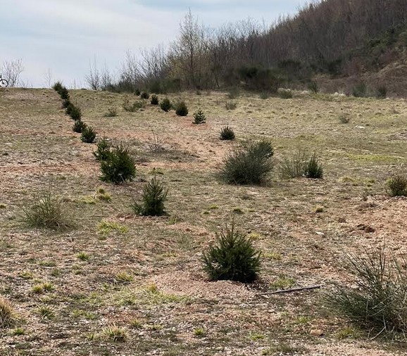 alberi-natale-piantati-castelraimondo