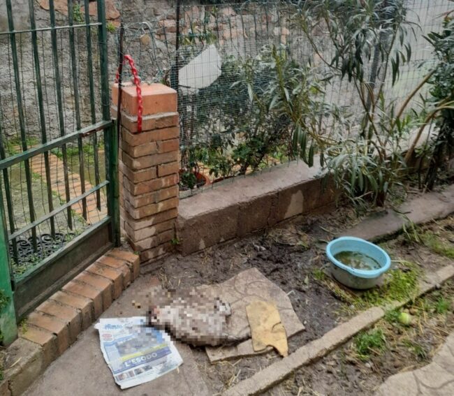 gatto-morto-e1646849229221-650x567