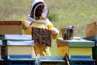 Apicoltore-al-lavoro-