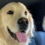 Un cane per amico:  ma ci vuole il patentino