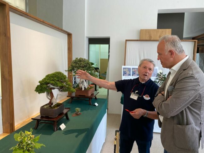 mostra-bonsai-11-650x488