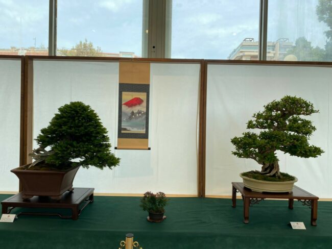 mostra-bonsai-3-650x488