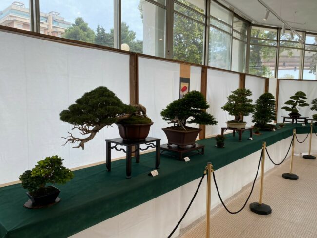 mostra-bonsai-4-650x488