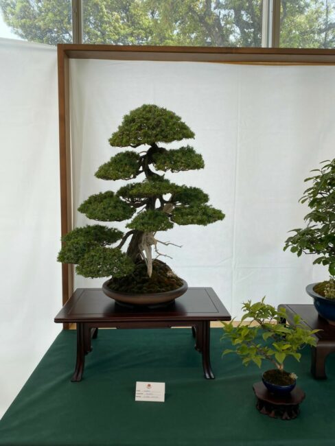 mostra-bonsai-6-488x650