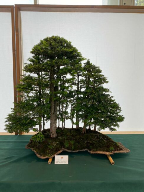 mostra-bonsai-7-488x650