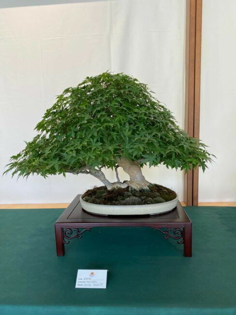 mostra-bonsai-8-488x650