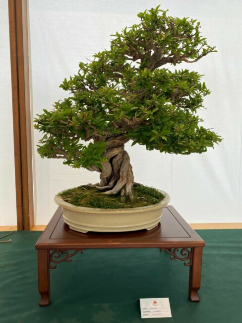 mostra-bonsai-9-488x650