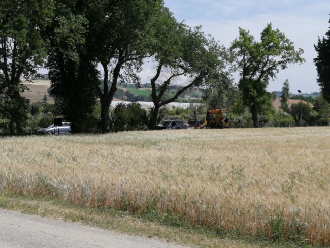 incidente-auto-contro-pianta