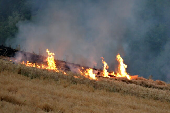 mietitrebbia-fuoco-colmurano-9-650x433