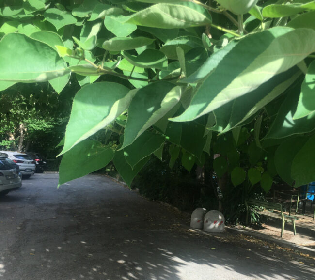 segnalazione-verde-da-tagliare-via-filiberto-5-e1656348164487-650x578