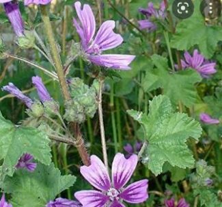 malva