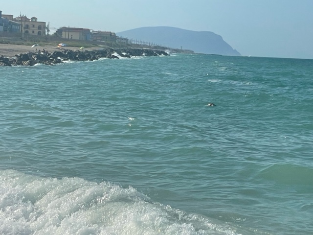tartaruga-potenza-picena-4