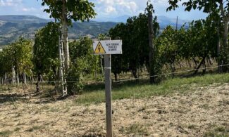 danni-cinghiali