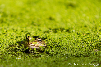 photo-by-Gioggi