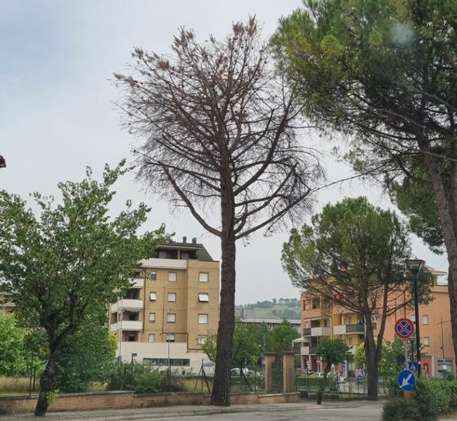 albero-abbattuto-viale-benadduci-2022-e1662554182875-650x599