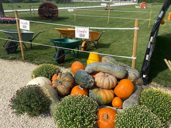 Il-Giardino-delle-zucche-di-Hortus-Trade-1-650x488