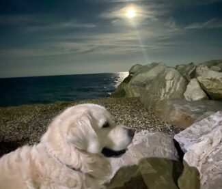 cane_leo-3-e1668525213726-325x277