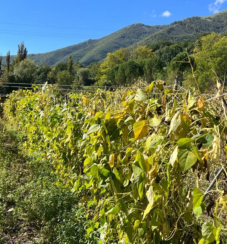 fagiolo_laverino-2-e1668334420430