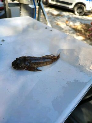 pesce-castelraimondo-6-300x400