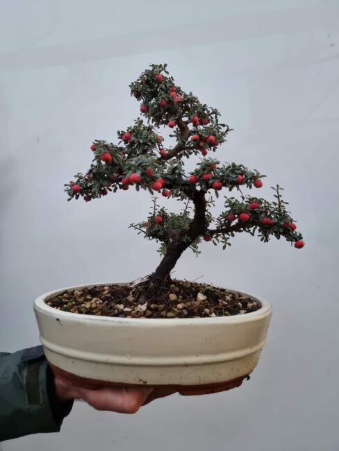 garden_78-5-488x650