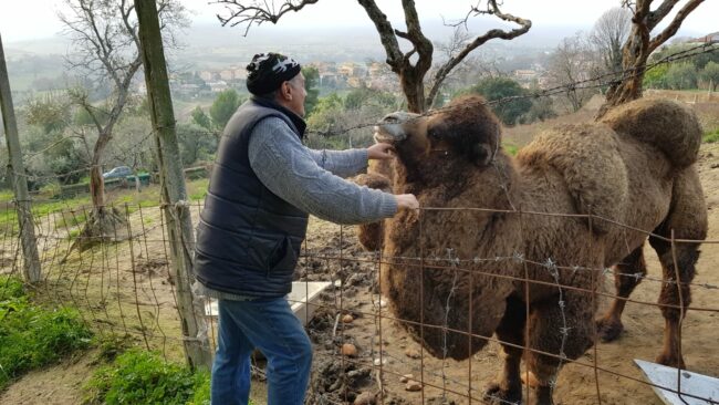 cammelli-6-650x366