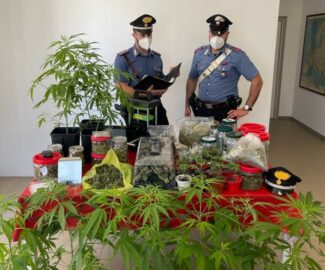 piantagione-marijuana-potenza-picena