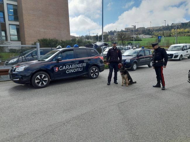 carabinieri-controlli-cane-antidroga-1-650x488