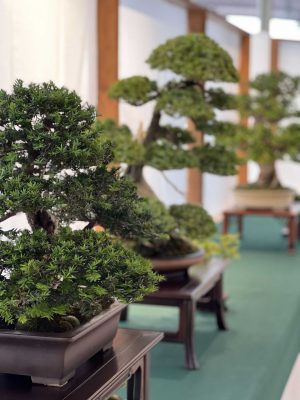 mostra-bonsai-civitanova4-300x400
