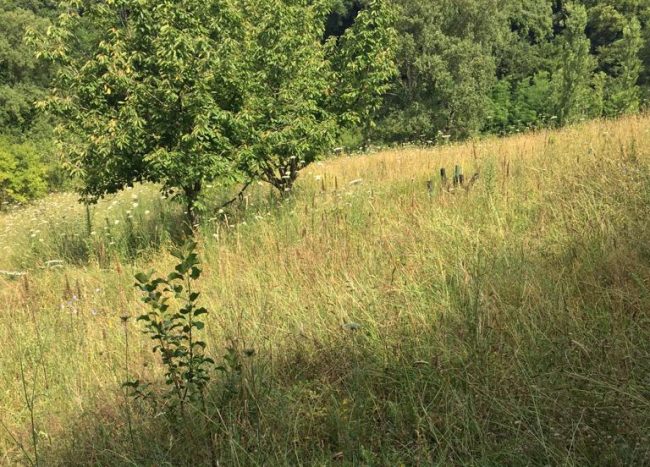 bosco-urbano-collevario2-e1690035539618-650x467