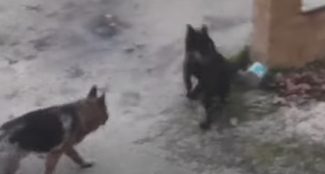 cani-gattile