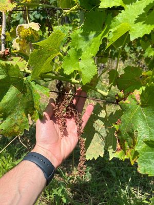 verdicchio-matelica-maltempo