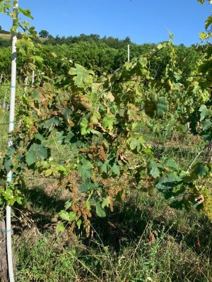 verdicchio-matelica-maltempo2-300x400