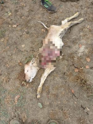 attacco-lupi-appignano_censored