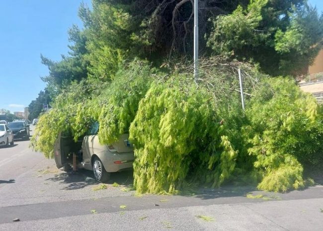 pino-sopra-auto-civitanova