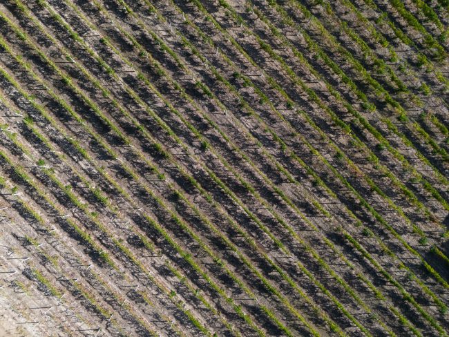 Serrapetrona_DJI_20231010105723_0224_D-650x488