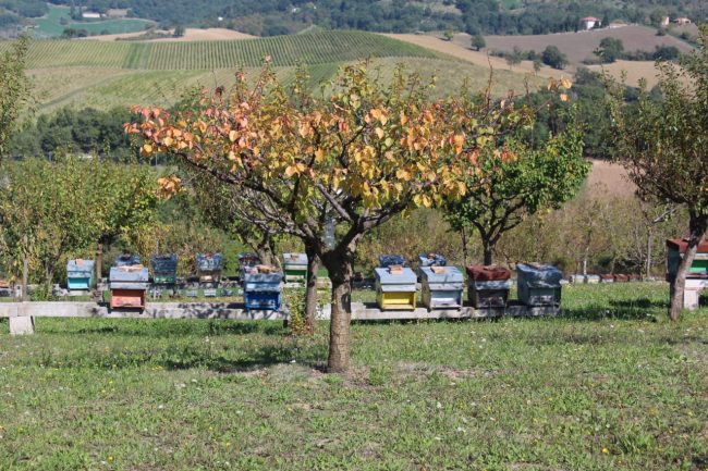 apiario-olistico-15-650x433