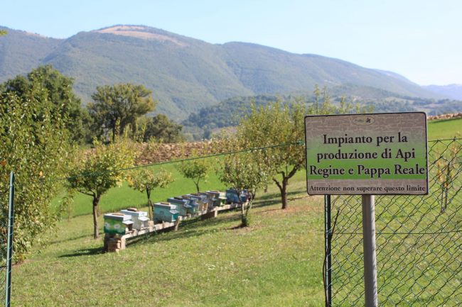 apiario-olistico-7-650x433