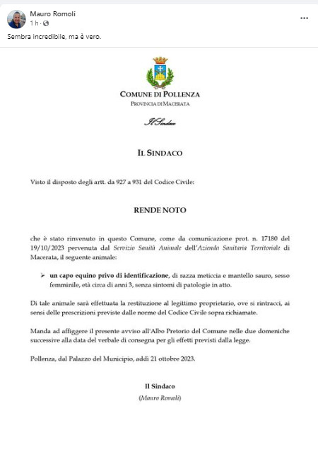 romoli-cavallo