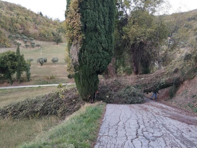 Albero-S.Pacifico