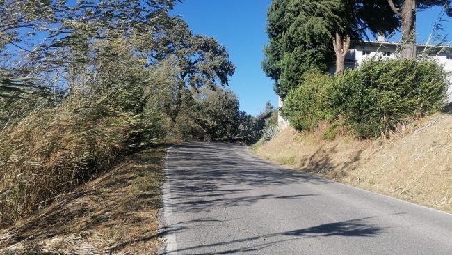 alberi-cadut-corridonia2-650x366