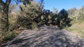 alberi-caduti-corridonia