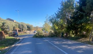 alberi-vergini-2-e1699202438900-325x191