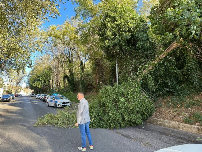 maltempo-macerata-albero-caduto-in-via-ghino-valenti