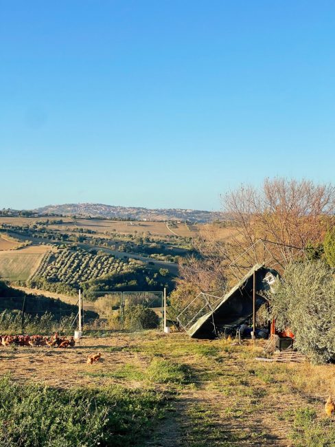 myfarmproject-morrovalle-danni-vento