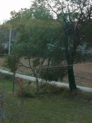 piante_cadute_morica